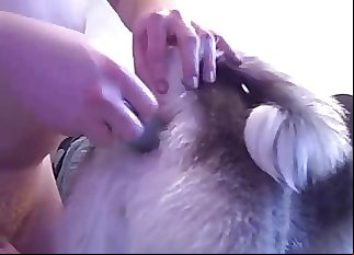 德國牧羊犬